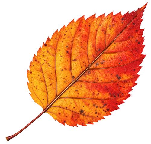 Orange efterårsblad