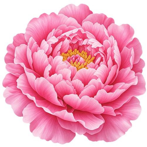 Stor lyserød pæonblomst