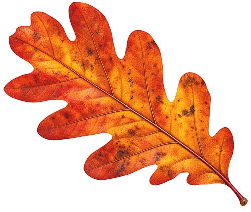 Orange efterårsblad